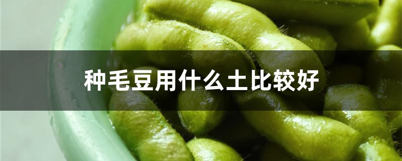 种毛豆用什么土比较好 毛豆适合什么土质种植