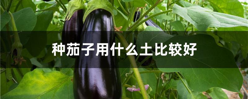 种茄子用什么土比较好（种茄子用什么土比较好活）
