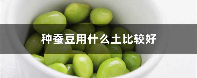 种蚕豆用什么土比较好（种蚕豆用什么土比较好视频）