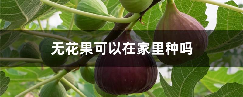 无花果可以在家里种吗（无花果可以在家里种吗视频）