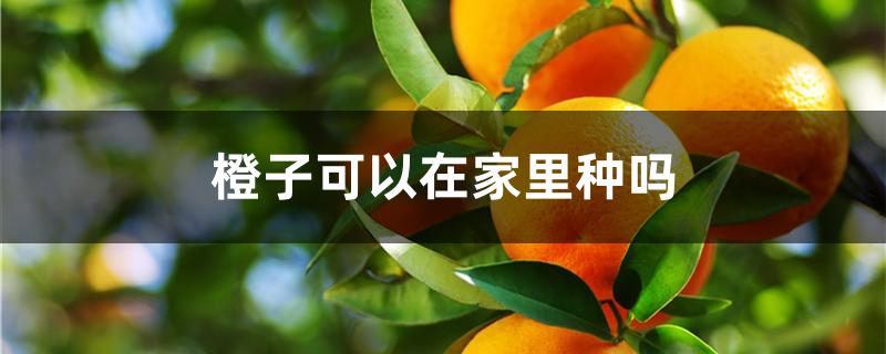 橙子可以在家里种吗（如何在家种橙子）