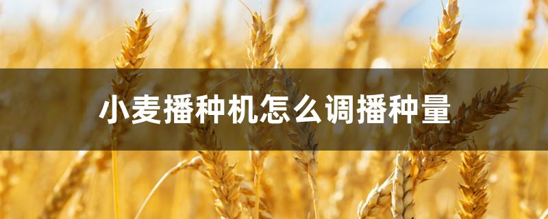小麦播种机怎么调播种量 农有王小麦播种机怎么调播种量