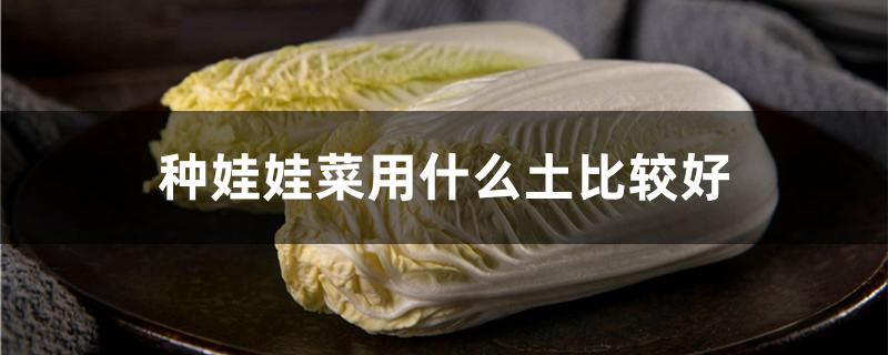 种娃娃菜用什么土比较好 种娃娃菜用什么土比较好呢