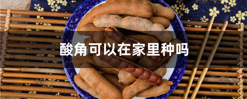 酸角可以在家里种吗（酸角树盆栽在屋里好吗）