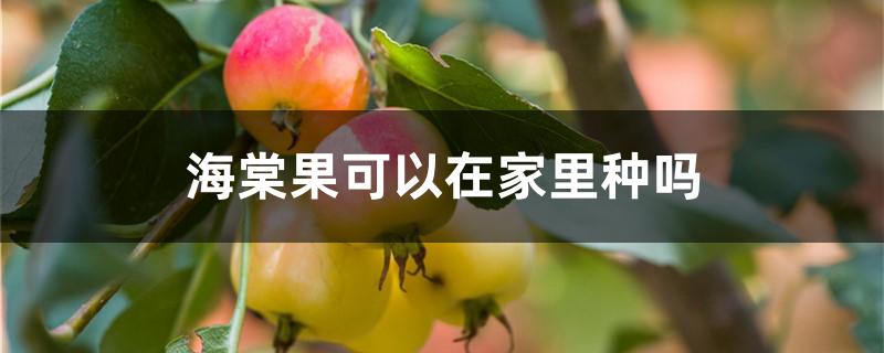 海棠果可以在家里种吗 海棠果可以在家里种吗