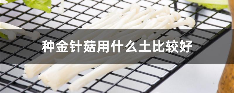 种金针菇用什么土比较好（种金针菇需要什么）