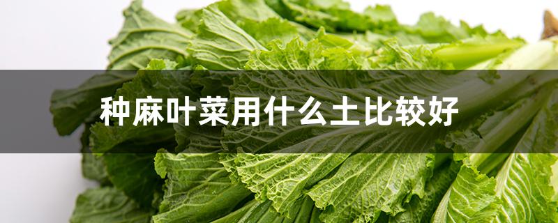 种麻叶菜用什么土比较好 种麻叶菜用什么土比较好呢