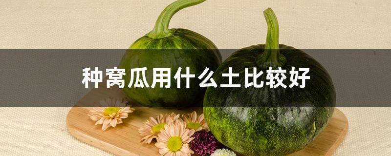 种窝瓜用什么土比较好 窝瓜地里能套种什么