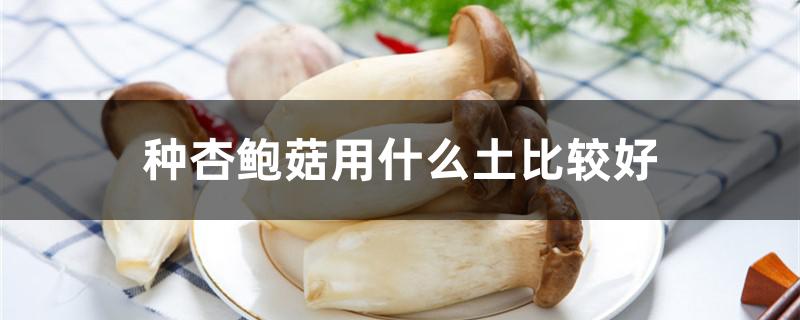 种杏鲍菇用什么土比较好（杏鲍菇是用什么种出来的）