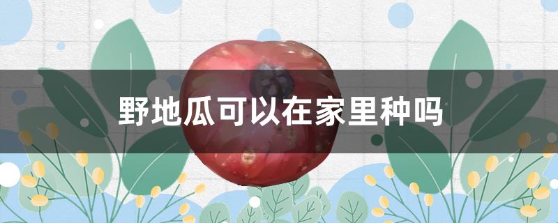 野地瓜可以在家里种吗 野地瓜可以在家里种吗视频