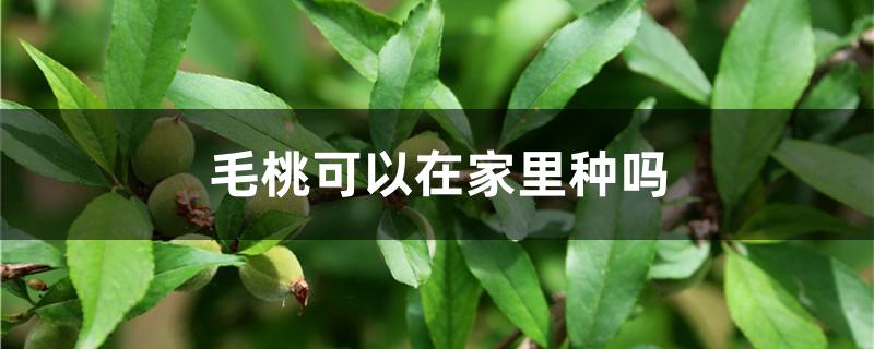 毛桃可以在家里种吗 毛桃可以在家里种吗