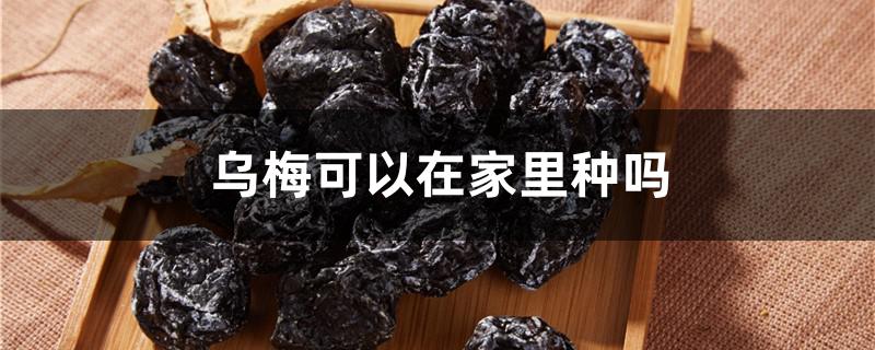乌梅可以在家里种吗 家里种乌梅好不好