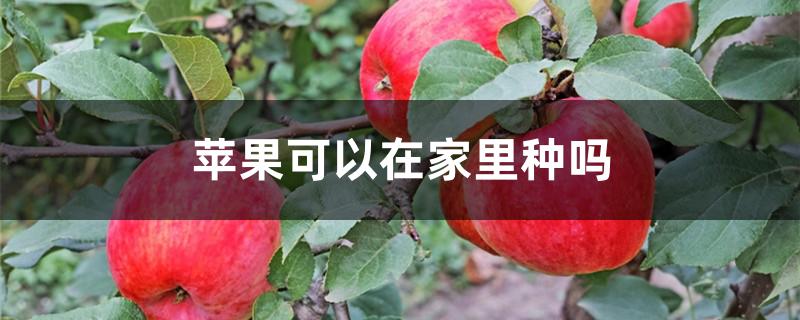 苹果可以在家里种吗 家里能种苹果吗