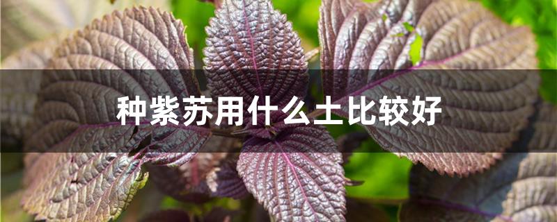 种紫苏用什么土比较好 紫苏用什么盆种比较好