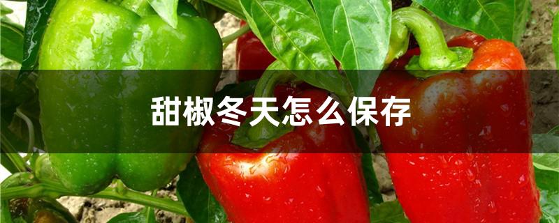 甜椒冬天怎么保存（菜椒冬天怎么保存）