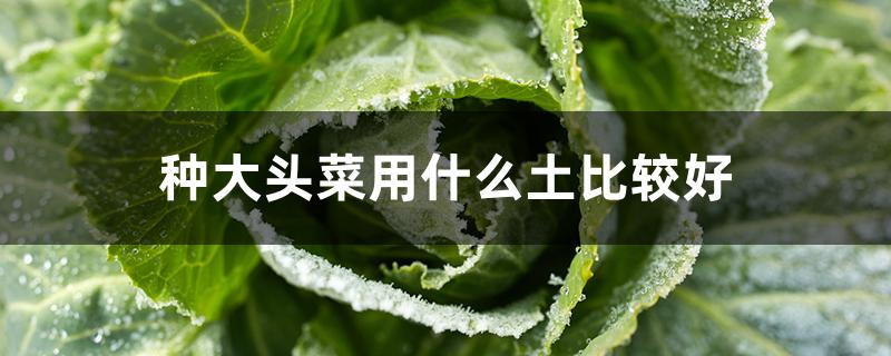 种大头菜用什么土比较好 种大头菜用什么土比较好一些