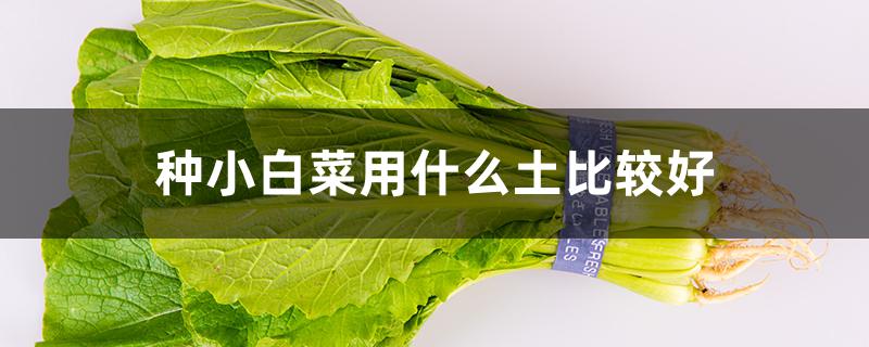 种小白菜用什么土比较好（种小白菜什么土质好）