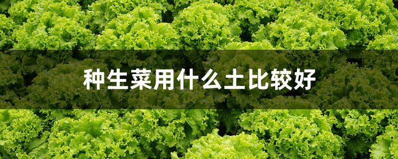 种生菜用什么土比较好（种植生菜用什么土）