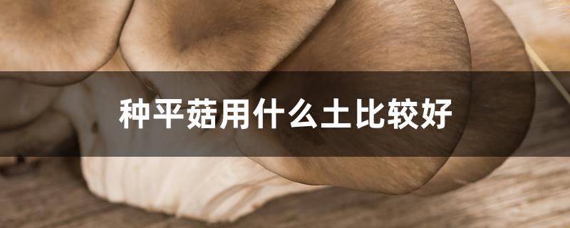 种平菇用什么土比较好 种平菇用什么土比较好呢