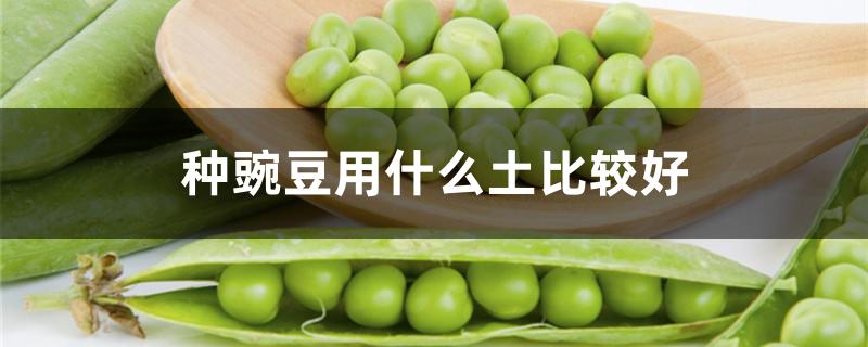 种豌豆用什么土比较好 种豌豆用什么土比较好呢