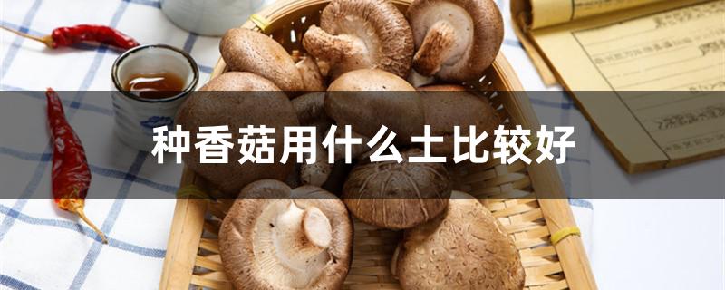 种香菇用什么土比较好（香菇用土种的方法）