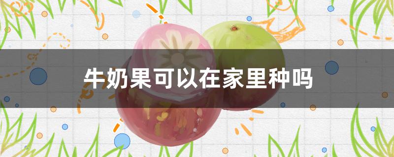 牛奶果可以在家里种吗 牛奶果可以在家里种吗视频