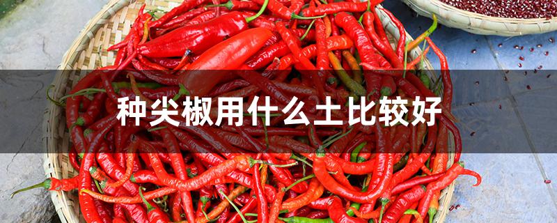 种尖椒用什么土比较好 种尖椒用什么肥
