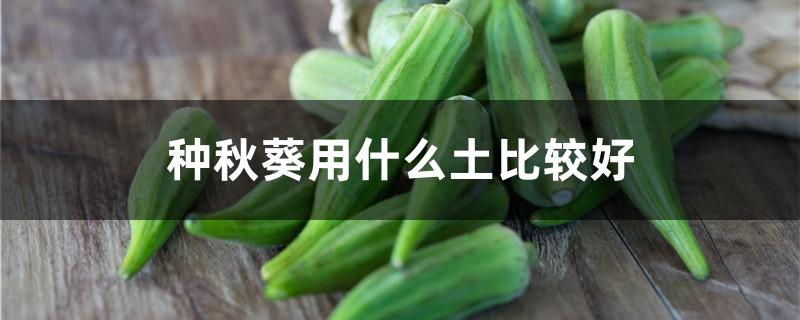 种秋葵用什么土比较好 秋葵用什么土种植