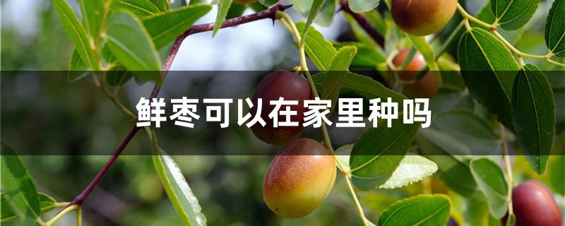 鲜枣可以在家里种吗（鲜枣可以在家里种吗）