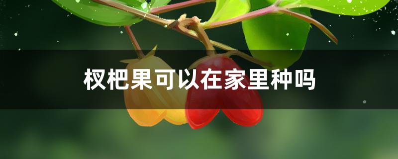 杈杷果可以在家里种吗 杈杷果可以在家里种吗