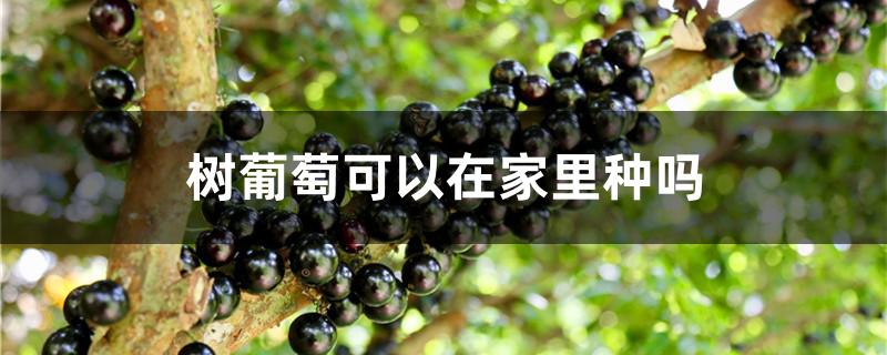 树葡萄可以在家里种吗 树葡萄可以在家里种吗