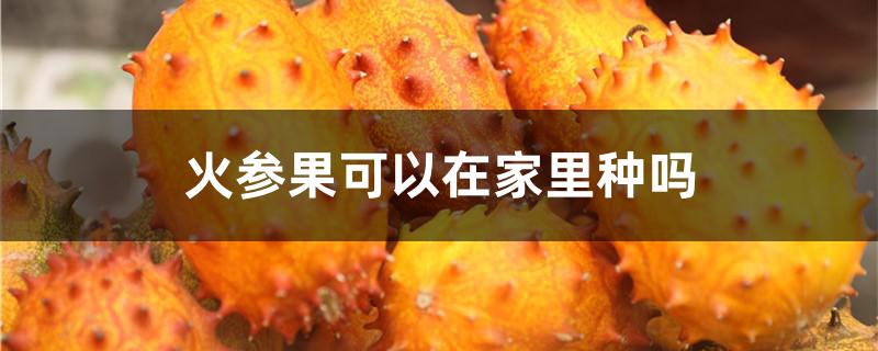 火参果可以在家里种吗 火参果可以在家里种吗