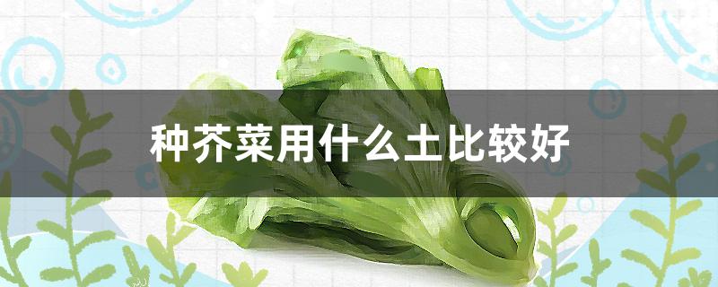 种芥菜用什么土比较好（种芥菜用什么土比较好一些）