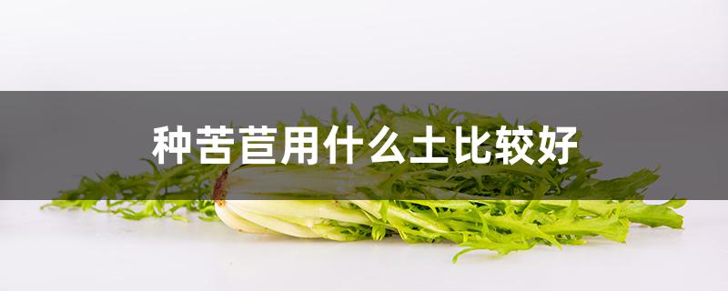 种苦苣用什么土比较好 苦苣好种吗