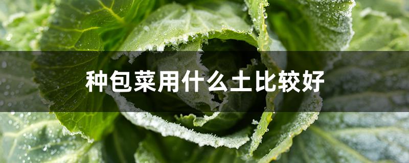 种包菜用什么土比较好 种包菜用什么肥最好