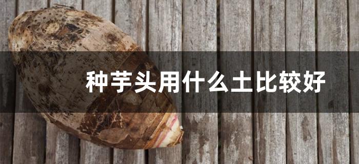 种芋头用什么土比较好 种芋头用什么土比较好呢