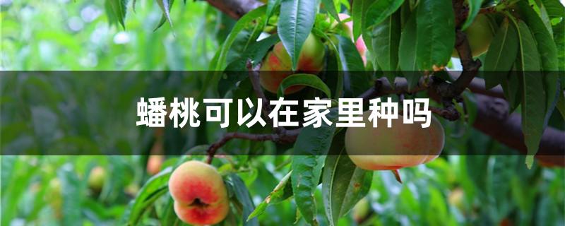 蟠桃可以在家里种吗（怎么种蟠桃）
