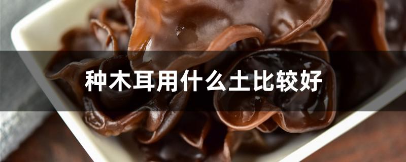 种木耳用什么土比较好 种木耳用什么土比较好活