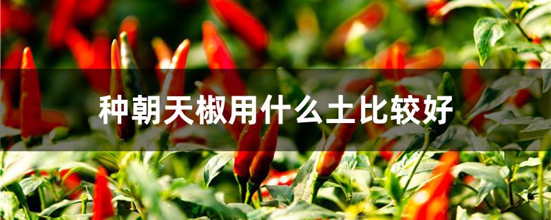 种朝天椒用什么土比较好 朝天椒可以用营养土种植吗