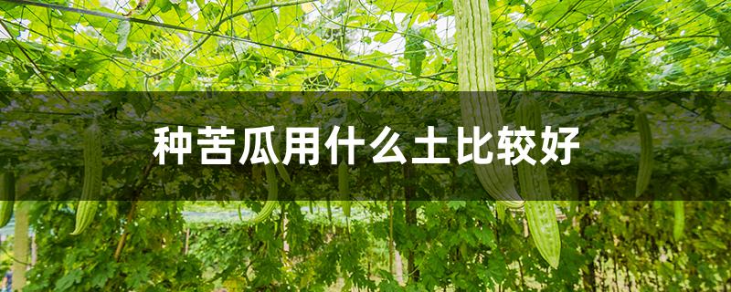 种苦瓜用什么土比较好（种苦瓜用什么土比较好呢）