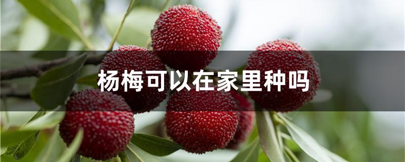 杨梅可以在家里种吗（杨梅在什么地方可以种）