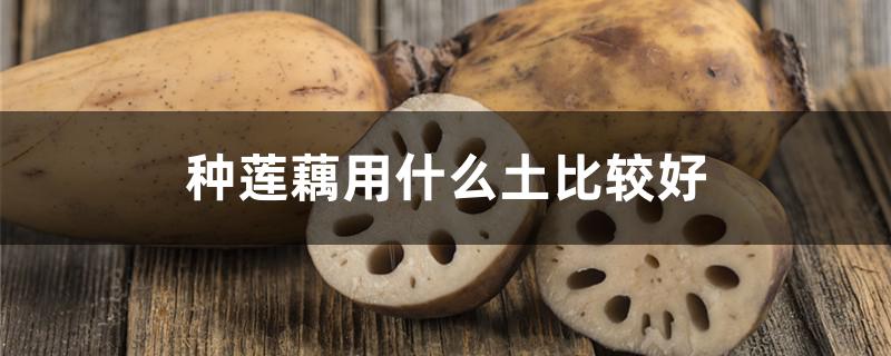 种莲藕用什么土比较好 种莲藕用什么土比较好呢