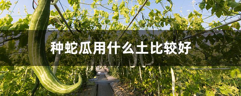种蛇瓜用什么土比较好（蛇瓜可以盆栽吗）