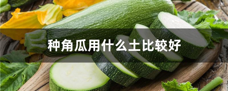 种角瓜用什么土比较好（种角瓜用什么土比较好吃）