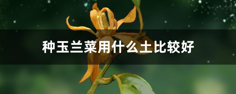 种玉兰菜用什么土比较好（玉兰菜种植方法和注意事项）