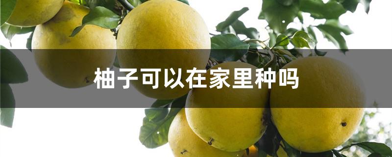 柚子可以在家里种吗 柚子可以在家里种吗视频