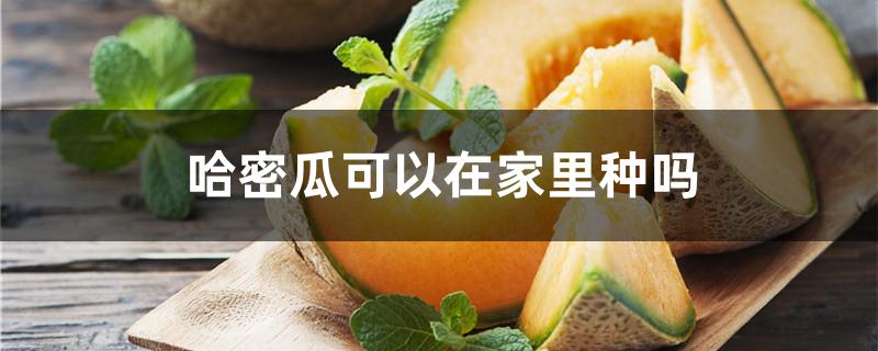 哈密瓜可以在家里种吗 哈密瓜可以在家里种吗视频