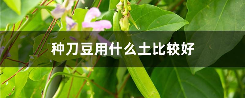 种刀豆用什么土比较好 刀豆种怎么种