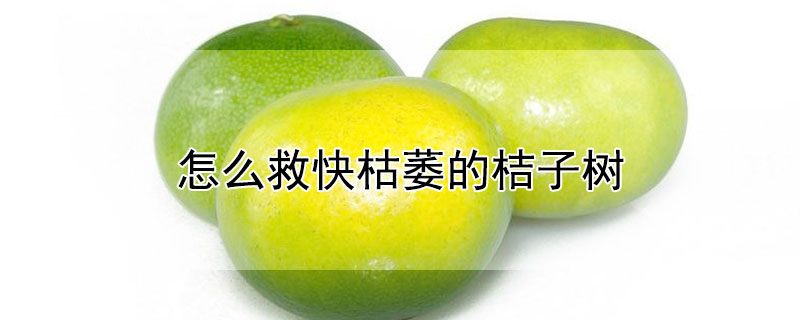 怎么救快枯萎的桔子树（怎么救快枯萎的桔子树呢）