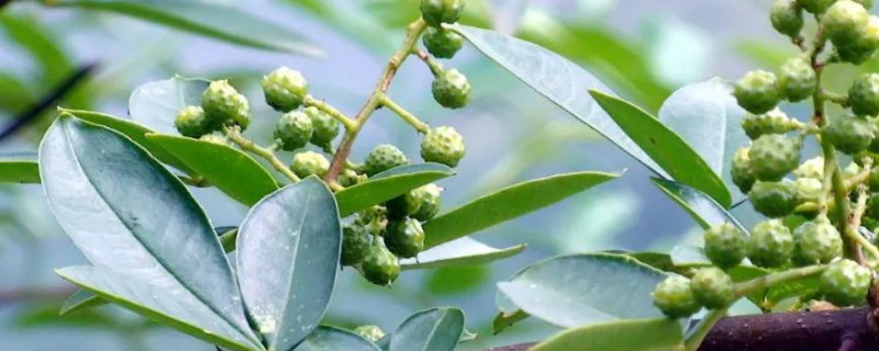 花椒几月份成熟（花椒几月份成熟收获）